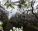 Orchard Blossom 143